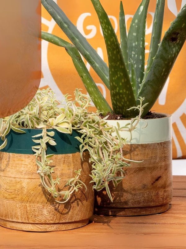 Light & Dark Green Planter Combo - Nurture India