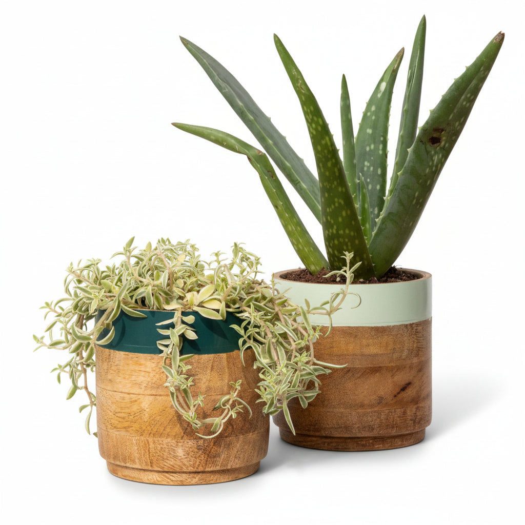 Light & Dark Green Planter Combo - Nurture India