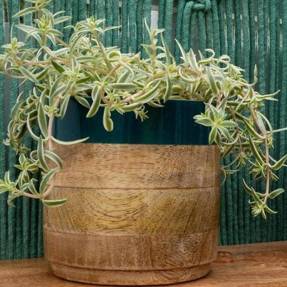 Light & Dark Green Planter Combo - Nurture India